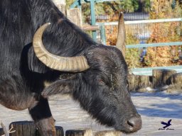 Tiergarten Schönbrunn am 27.01.2026